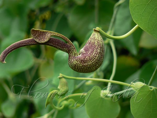 Gaping Dutchman's Pipe